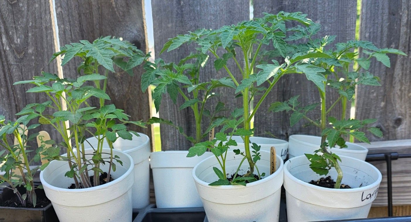 Tomato Plants $2