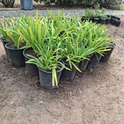 Agapanthus Purple 5 Gallon