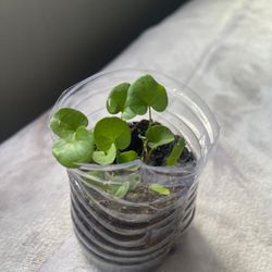 Gotu Kola || Pennywort | Live Plant