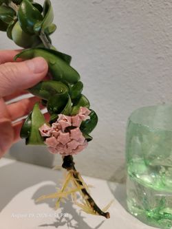 Hindu Rope Hoya Rooted Cutting