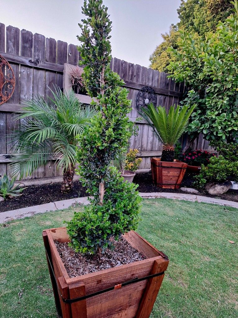 Boxwood Green Mountain Spiral Topiary
