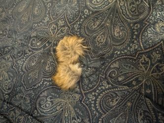Furry ears for costume