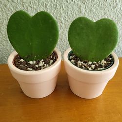 Sweetheart Plant In New Pink Ceramic  Planter