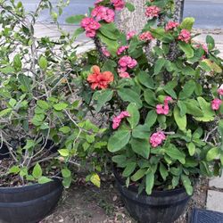 Plants (corona de cristo, etc)