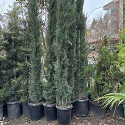 Italian Cypress 9’-10’ (Cupressus semprivirens