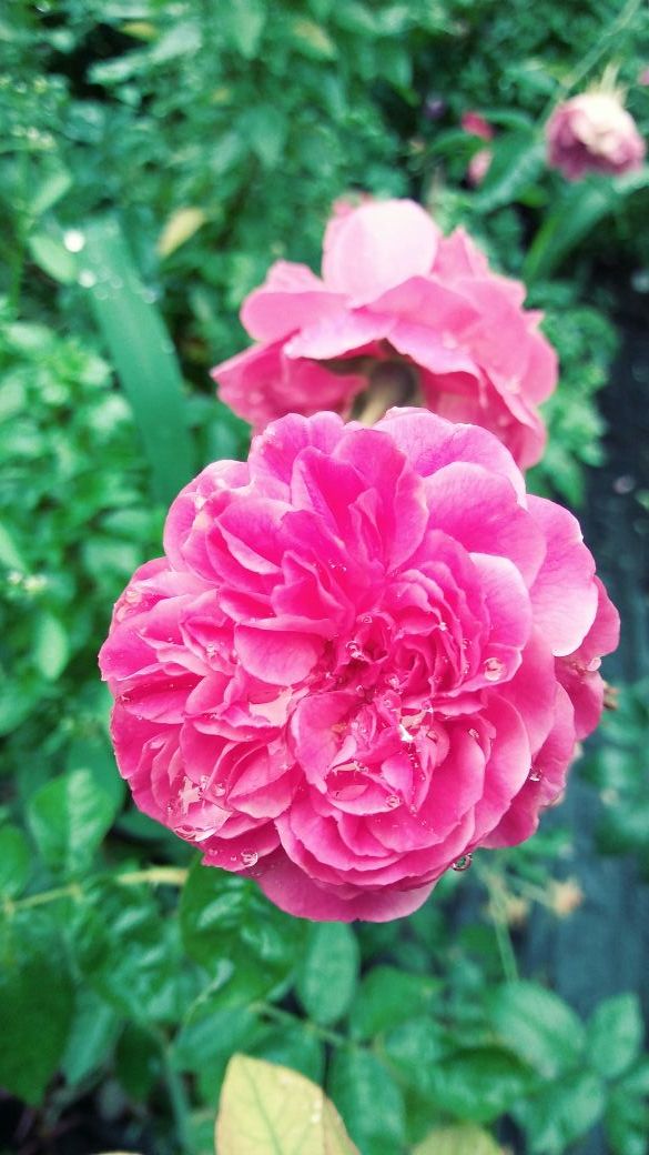 Rose plant for Sale in Homestead, FL OfferUp