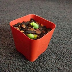 Burros Tail Starter Succulent 