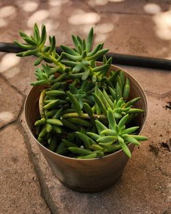 Suculenta