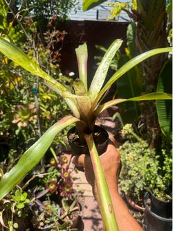 White Bromeliad Tropical plant