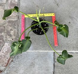 Philodendron Rugosum Aberrant Form for Sale in Arcadia, CA - OfferUp