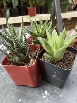 Haworthia collection