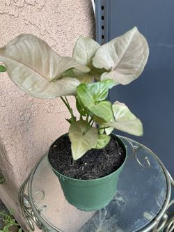 HERMOSAS PLANTAS NATURALES “SYNGONIUM PINK PLANT