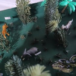 rainforest project for 2nd grade.