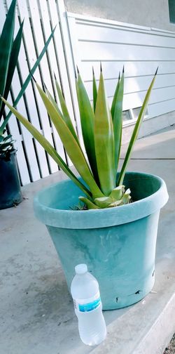 Agave/mezcal plant