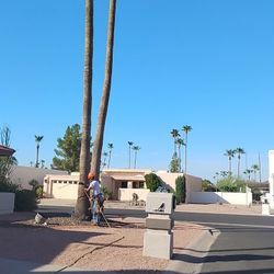 Palm Tree Trimming 