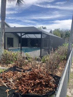 Clusias perfect for privacy make your own fence