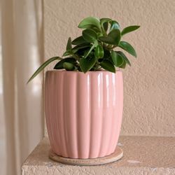 Healthy Beautiful Indoor Plant(Peperomia)