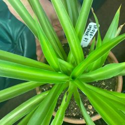 Spider Plant