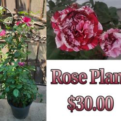 Rose Plant 
