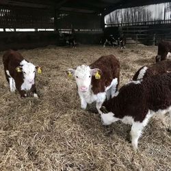 Purebred Hereford Calves For Sale – Healthy, Vaccinated & Strong