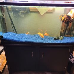 60 Gallon Aquarium 