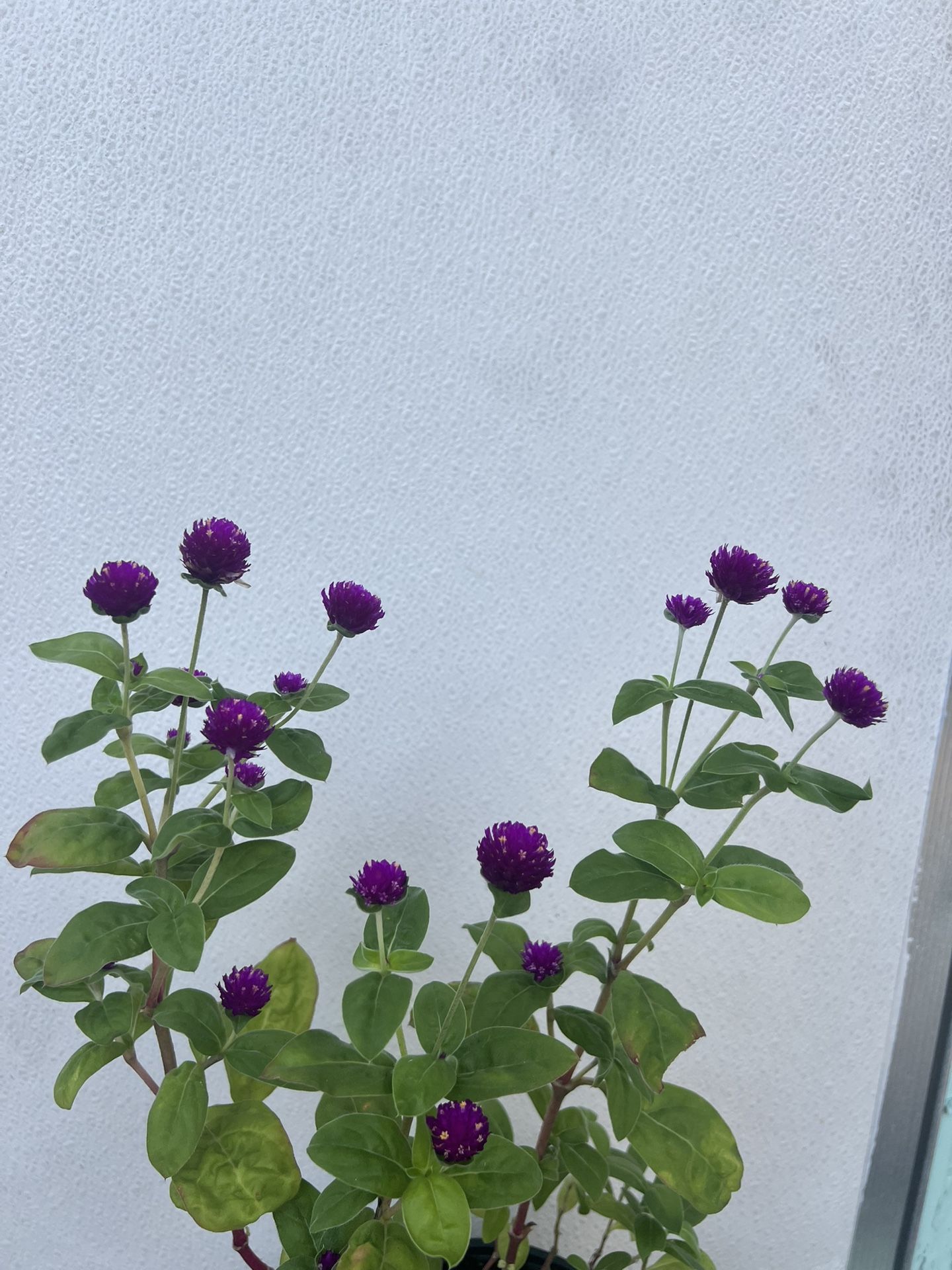 Purple Globe Amaranth Flower Gomphrena