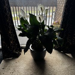 Peace Lily