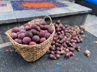 Passion Fruit