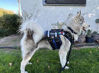 Custom XL Dog Harness