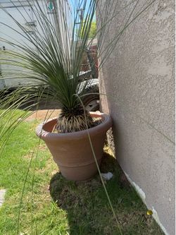 Desert palm with pot