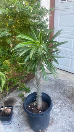 Palm tree