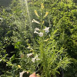 Penstemon heterophyllus ‘GMR White’