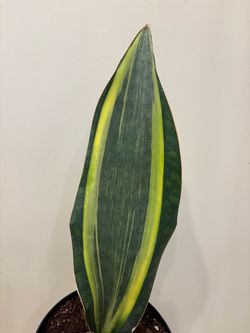 Variegated Whale Fin Snake Plant