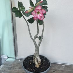 Desert Rose.  Rosa Del Desierto 