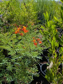 $25e red bird of paradise 5gal nursery pot