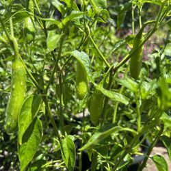 Serrano Chili Plant / Serrano Chile 
