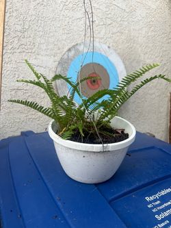 Home Garden