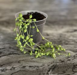 String Of Pearls Plant