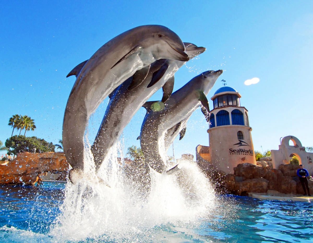 Sea world One Day ticket $20 each（not Included Parking)