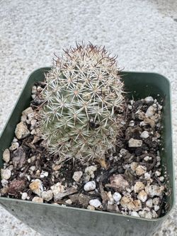 Mammillaria schumannii