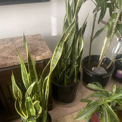 House Plants 