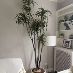 House Plant (Tall)