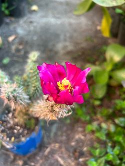 Cactus