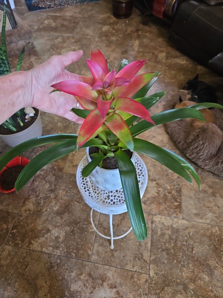 Gorgeous Bromeliad In New 7in Ceramic Pot With Drainage