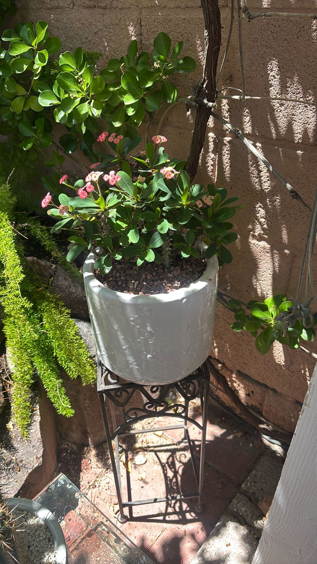 Flowering Succulents In Glazed Pots