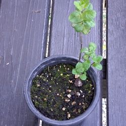 Mojito Mint Herb - Free 