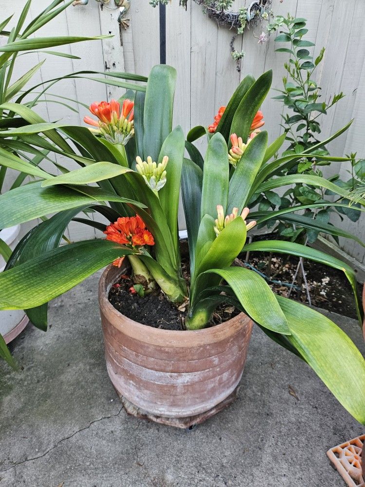 5 Huge & 4 Sapling Clivia , Clivia miniate, Bush Lily, Natal Lily, Foliage Plants, Flowering Plants In Vintage Clay Pot