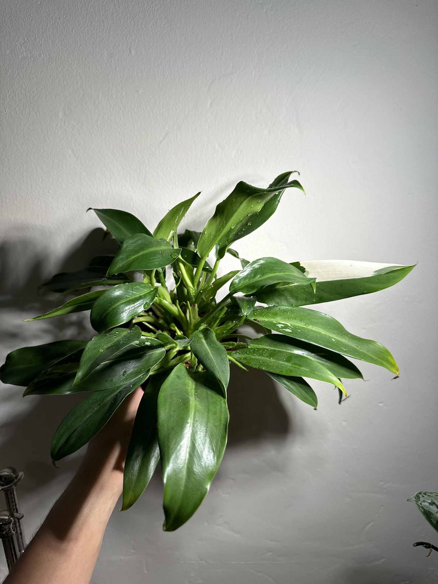 Philodendron Wend Imbe Variegated