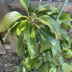 Grafted REED AVOCADO tree