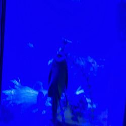 PLECO FISH TANK(read It)